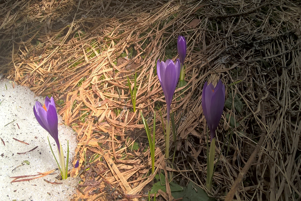 Purple Crocuses