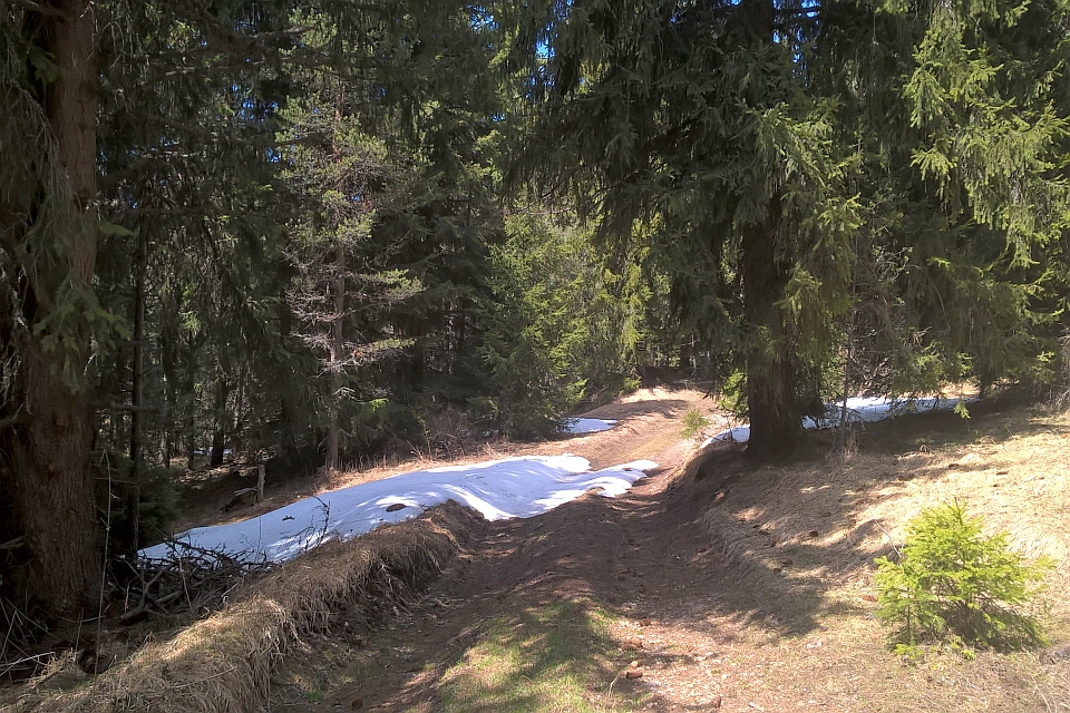 Dirt Path Winds Through A Forest