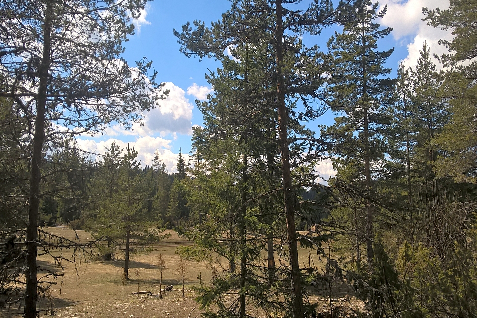 Sunny Day In A Pine Forest