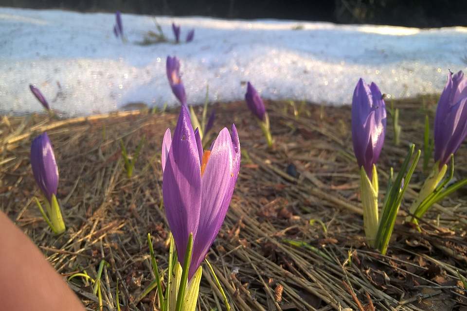 Purple Crocuses