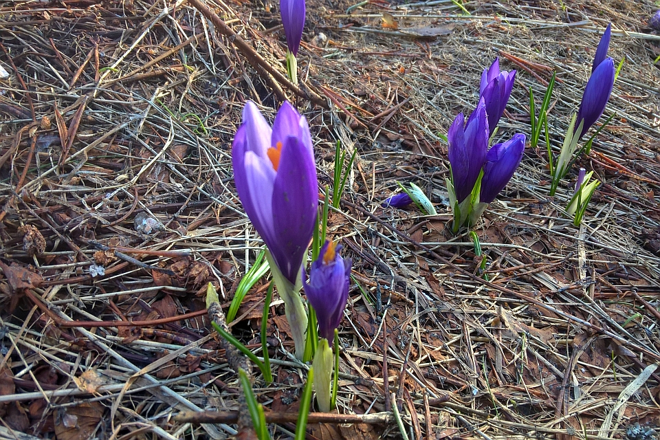 Several Purple Crocuses
