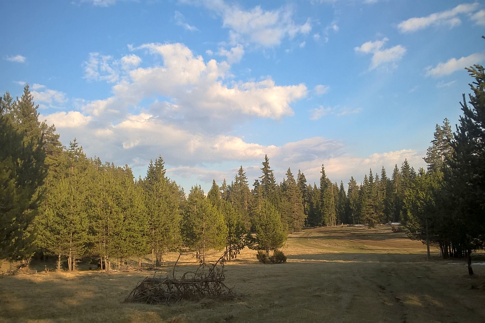 Sunny Day In A Coniferous Forest
