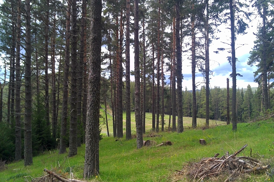 Clearing In A Pine Forest