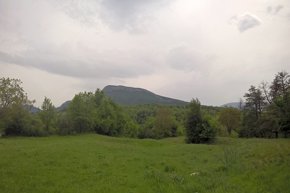 Green Field With Trees