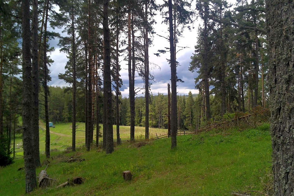 Grassy Clearing In A Pine Forest