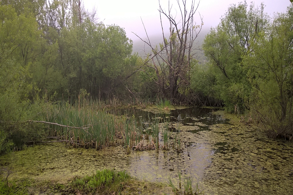 Lush Green Landscape
