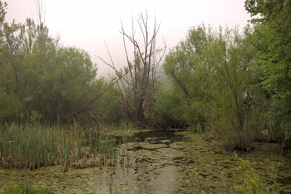 A Foggy Swamp Scene