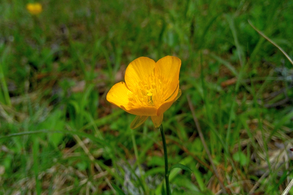 Grassy Clearing In A Pine Forest