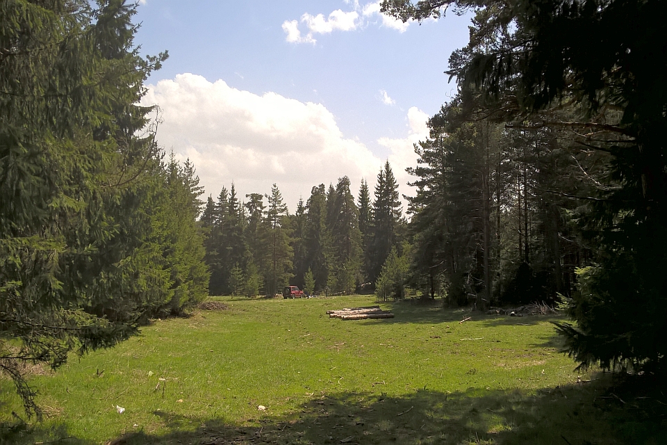 Sunny Forest Clearing