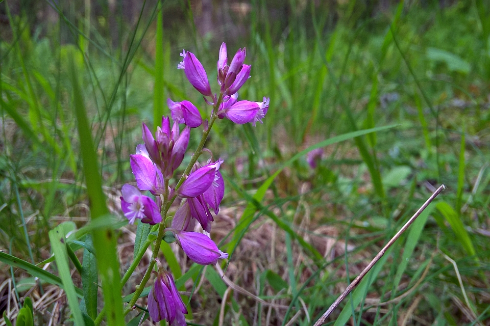 Purple Flowers In A Grassy Field