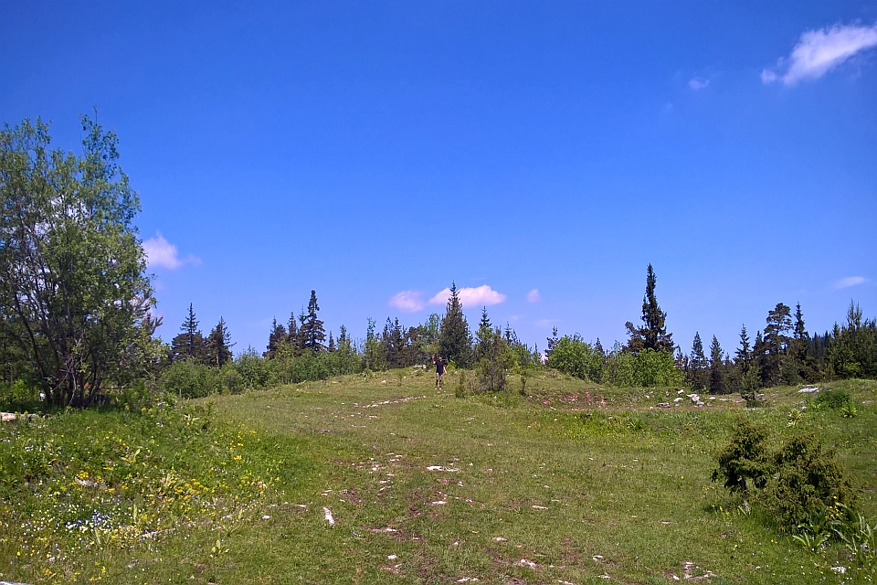 Grassy Field With A Few Small Shrubs