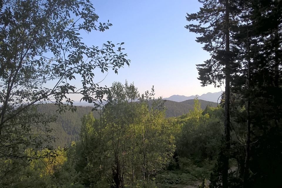 Mountain View Through Trees