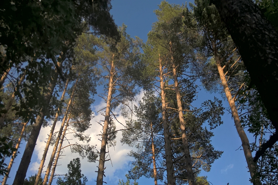 Tall Pine Trees