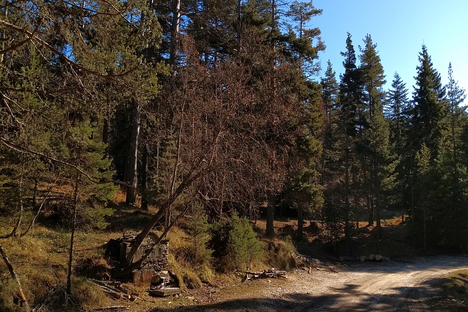 Dirt Road Winds Through A Forest