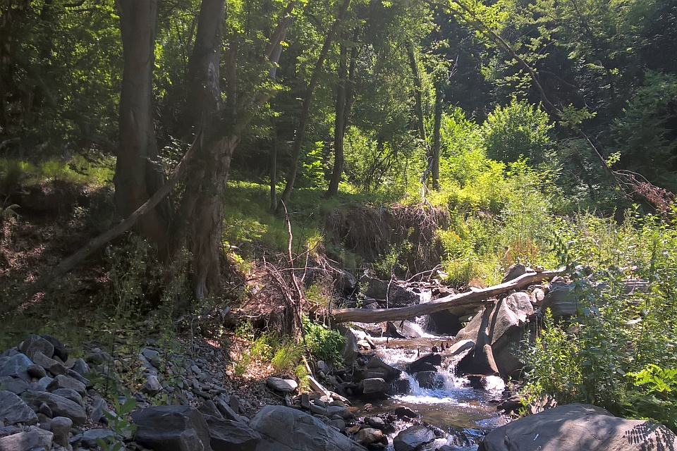 Sunlit Stream In A Lush Green Forest