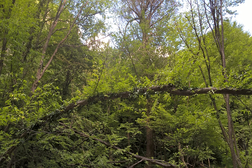 Fallen Log In Lush Green Forest