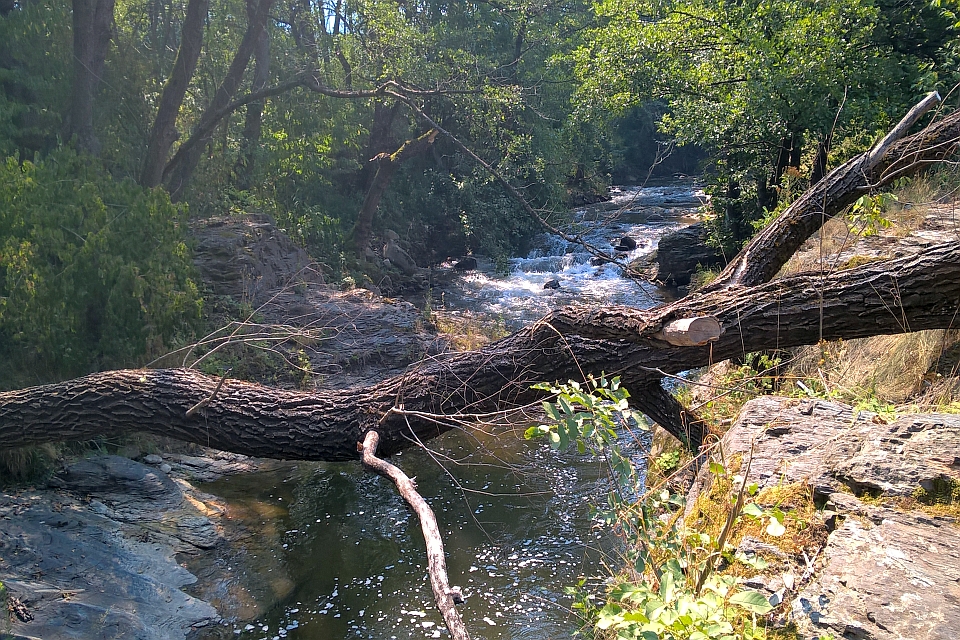 Fallen Log Across A Creek In A Lush Green Forest
