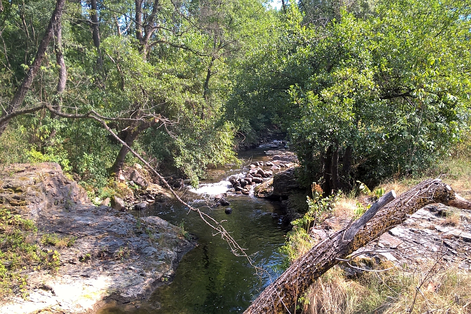 Rocky Stream Flows Through A Lush Green Forest