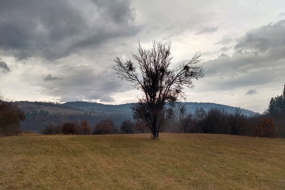 Lone Tree Stands In A Field