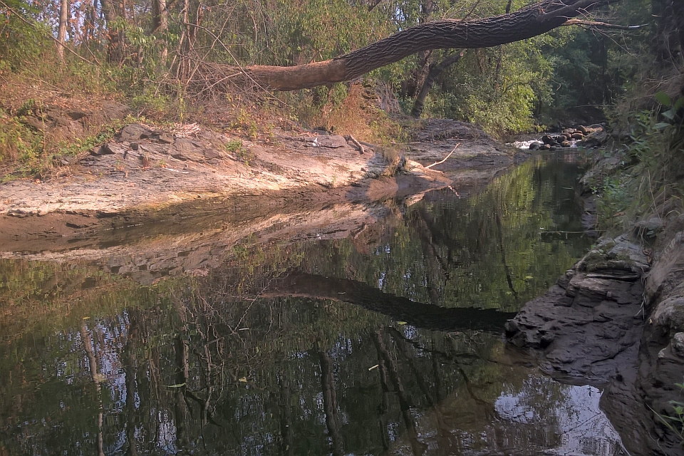 Calm Creek Reflecting Overhanging Trees