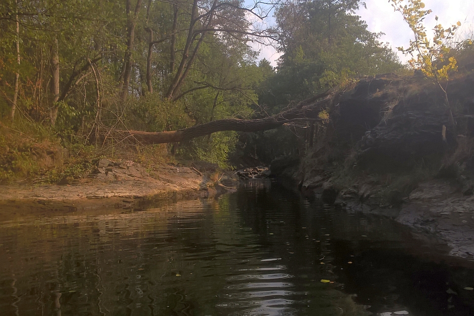 Fallen Tree Trunk Spans A Narrow Dark Creek
