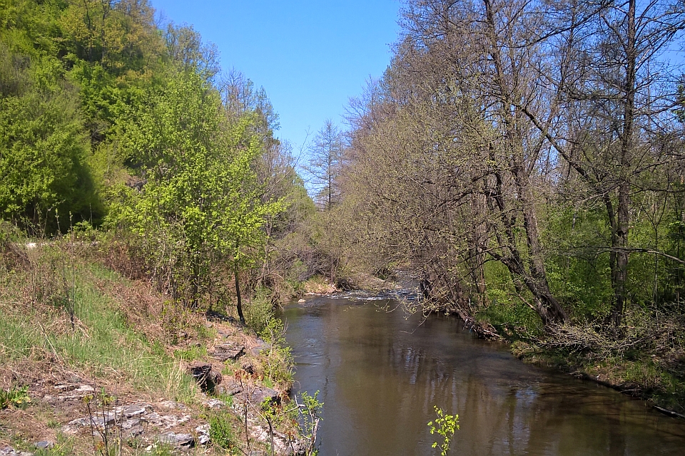 Calm River Flows Through A Lush Green Forest