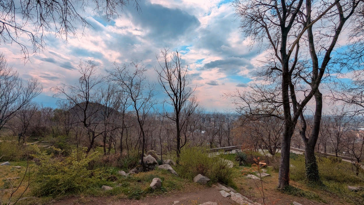 Bare Trees and Lush Greenery
