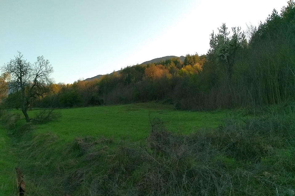 Green Field With A Tree