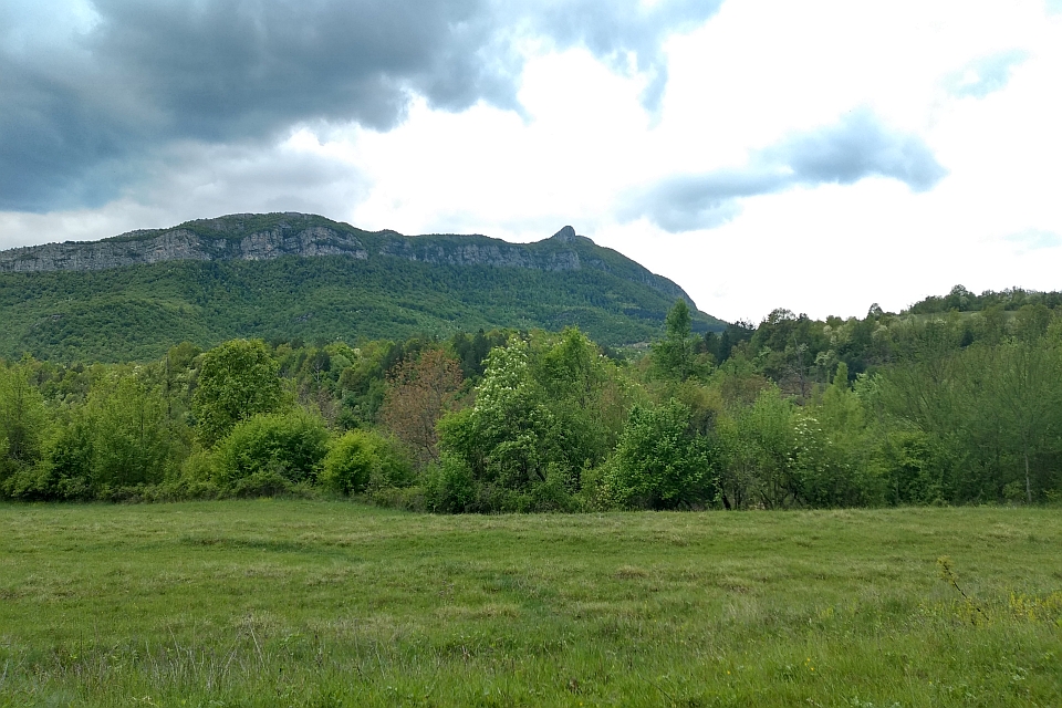 Green Meadow With Lush Trees