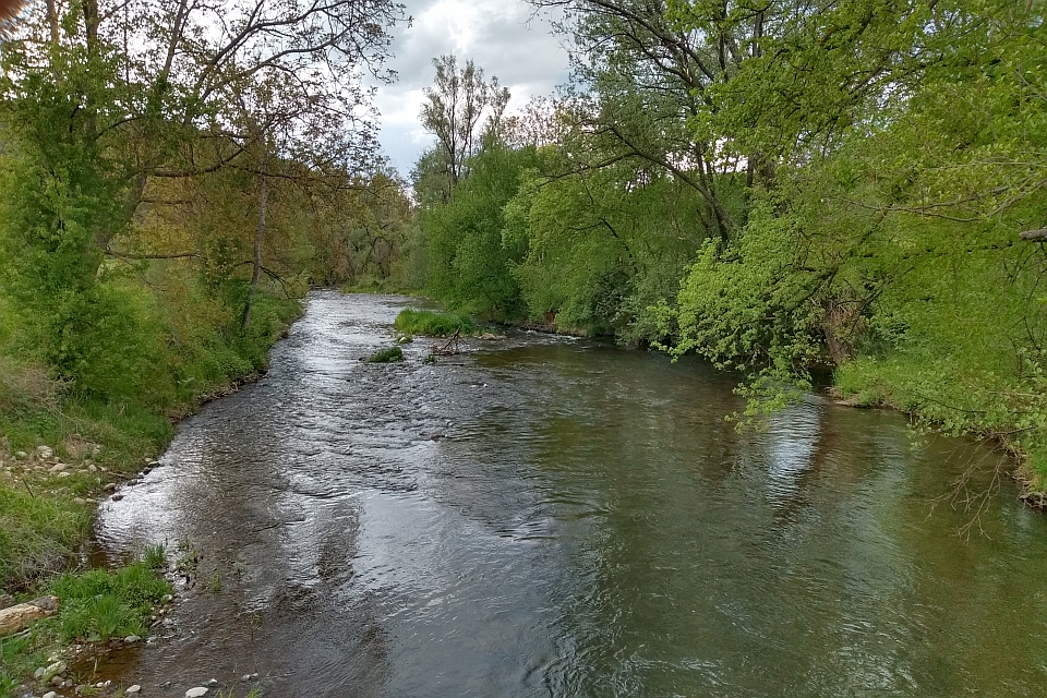 River Flows Through A Lush Green Forest.