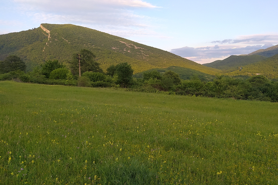 Green Meadow With Wildflowers