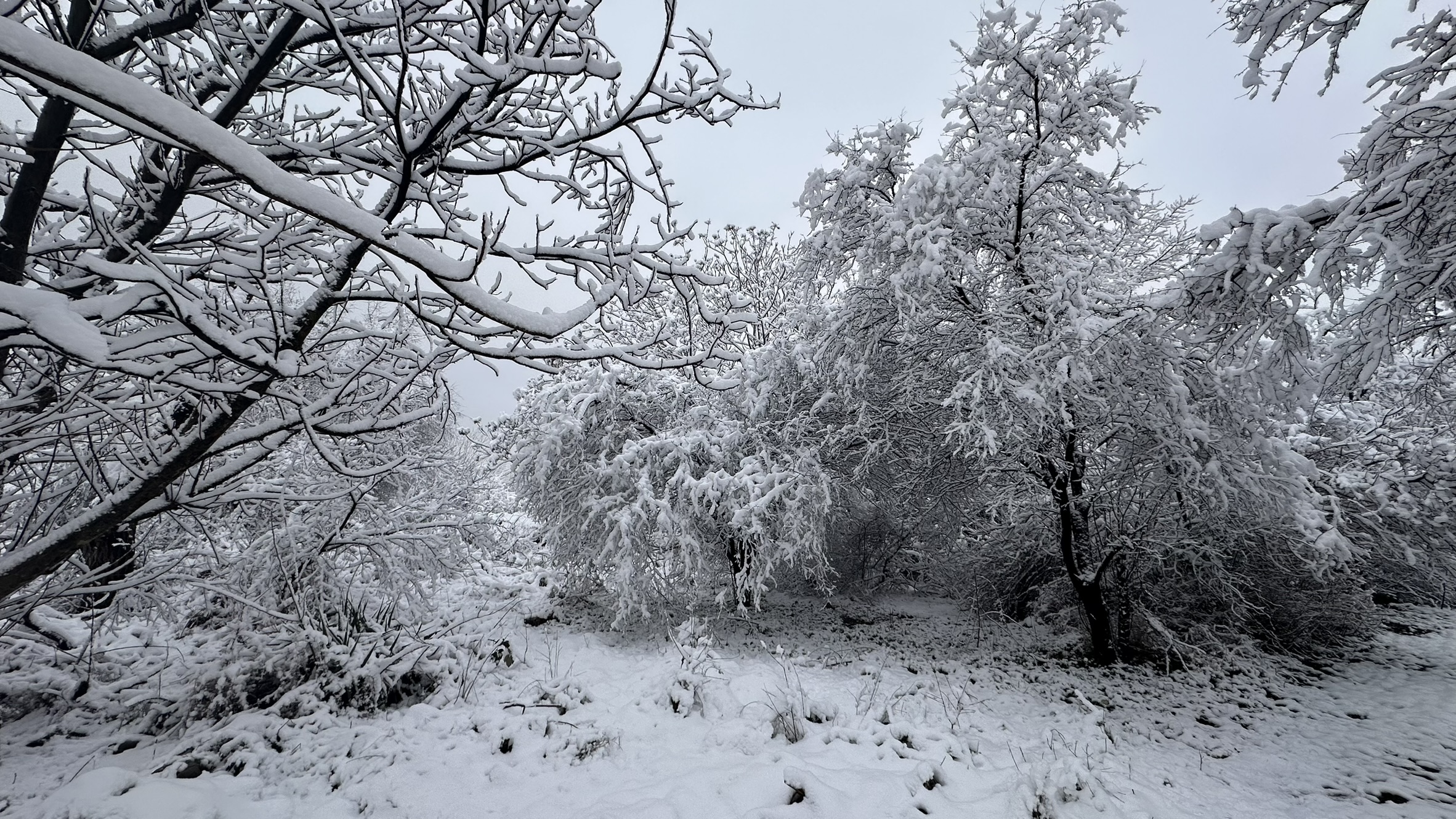 Winter Fairy-Tale